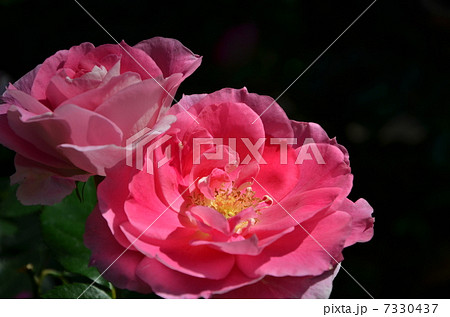 薔薇 ケアフリーワンダー 薔薇 ケアフリーワンダー 7330437