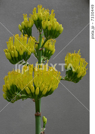 幻の花　吉祥天 7330449