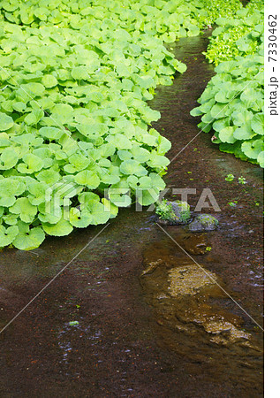 柿田川にフキの群落 7330462