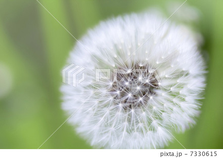 たんぽぽの綿毛 たんぽぽの綿毛 7330615