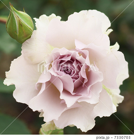 紫の薔薇　実物　見ごたえあります ３つの蕾 1つ目開花始まりました!!!! 紫の薔薇 実物 見ごたえあります 3つの蕾 1つ目開花始まりました!!!! 【