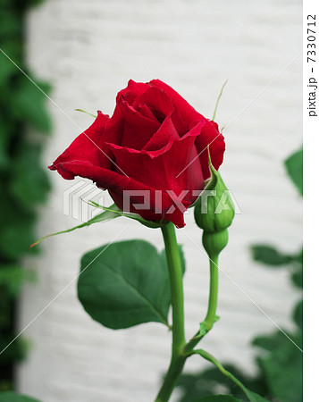 開きかけの真っ赤なバラ一輪と緑の硬い蕾の写真素材