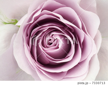 真上から見た薄紫と白のグラデーションのバラ一輪のアップの写真素材