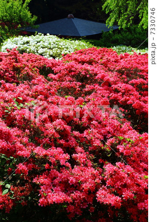 栗尾山満願寺つつじ公園－穂高牧にて 7330746