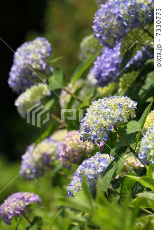 紫陽花 7330773