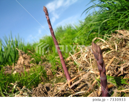 紫アスパラ　横 7330933