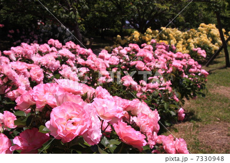 桃色のバラ群 7330948
