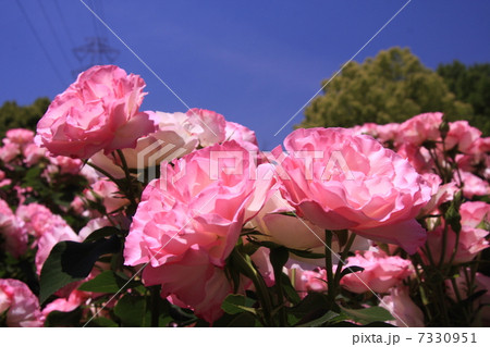 桃色のバラ群 桃色のバラ群 7330951
