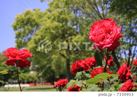 赤いバラ 7330953