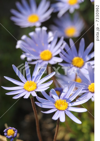 ブルーデージー 7330962