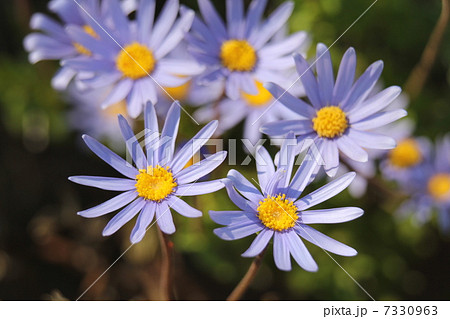 ブルーデージー 7330963