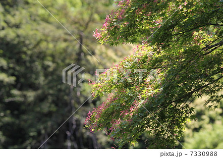 イロハモミジの翼果 7330988