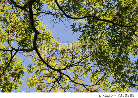 イロハモミジの翼果 イロハモミジの翼果 7330989