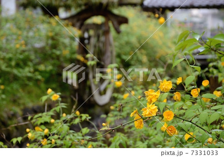 松尾大社の山吹 松尾大社の山吹 7331033