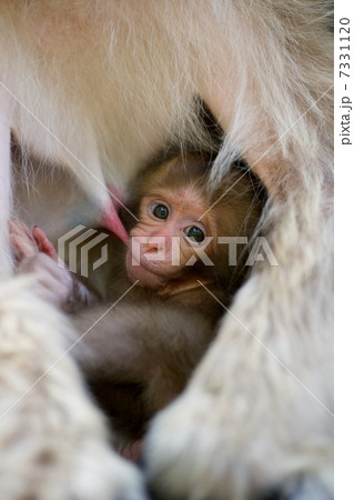 ニホンザル 7331120