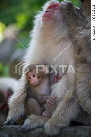 ニホンザル 7331122