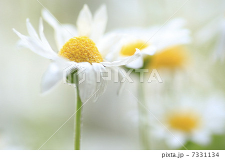 ノースポール 7331134