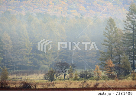 朝もやの小田代が原 朝もやの小田代が原 7331409