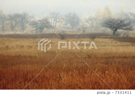 小田代が原の草紅葉 小田代が原の草紅葉 7331411