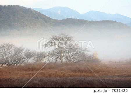 灌木と草紅葉 灌木と草紅葉 7331426