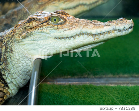 crocodile`s head crocodile`s head 7331539