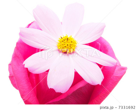 bouquet of flowers on a white background 7331692