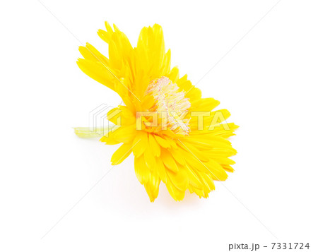 marigold flower on a white background 7331724