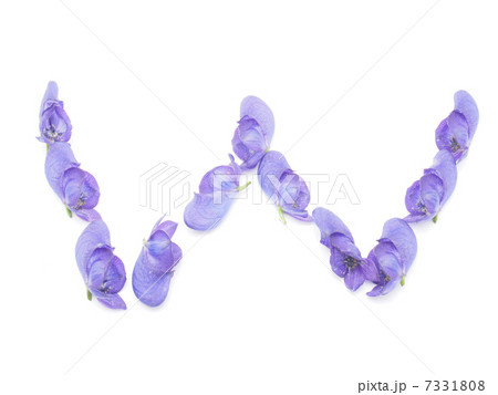 Letters of aconite flowers on a white background on a white back 7331808