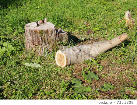 Freshly sawed big fir tree stump in spring forest 7331809