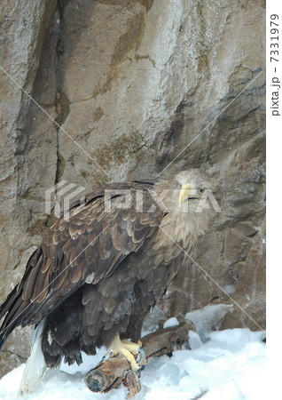 オジロワシ オジロワシ 7331979