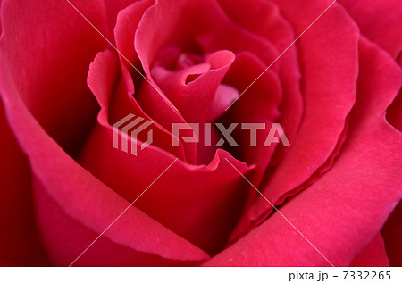 薔薇の花びら 薔薇の花びら 7332265