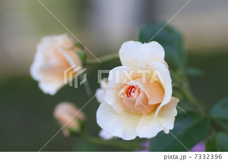 ポートサンライト（バラ） 7332396