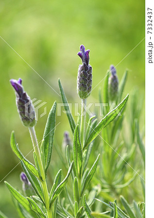 フレンチラベンダー フレンチラベンダー 7332437