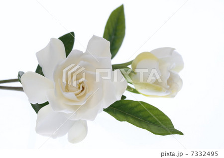 八重咲きの梔子 7332495