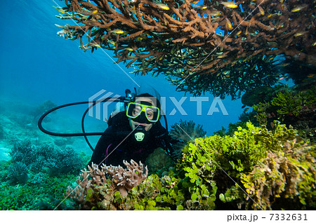女性ダイバーと小魚の群れ 女性ダイバーと小魚の群れ 7332631