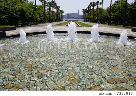 5月熱帯植物　ココヤシ・ヤシ科05 7332918