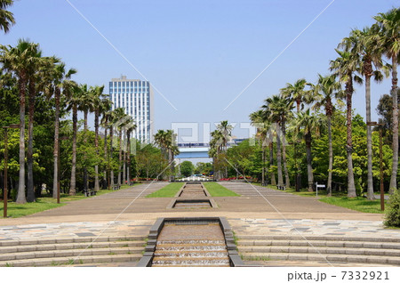 5月熱帯植物　ココヤシ・ヤシ科02 7332921