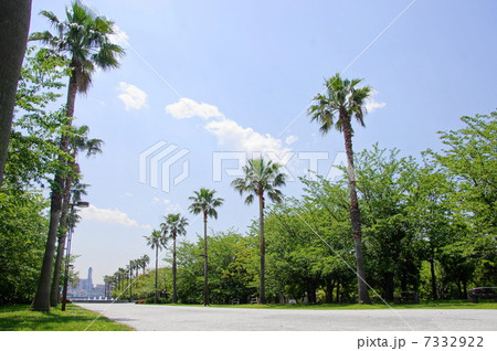 5月熱帯植物　ココヤシ・ヤシ科01 7332922