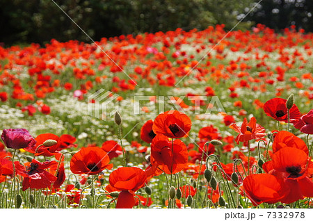 5月花　シャーレーポピー・ケシ科46 7332978