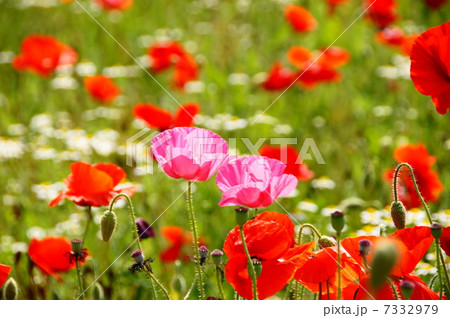 5月花　シャーレーポピー・ケシ科45 7332979