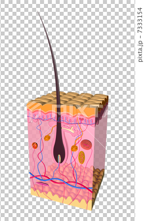 Skin receptor cross-sectional model 7333154