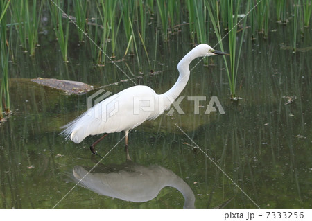 チュウダイサギ チュウダイサギ 7333256