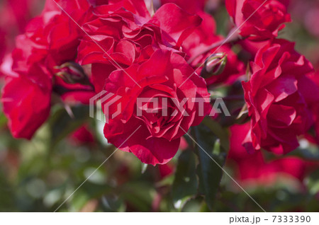 ロッティリア（バラ） 7333390