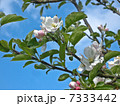 野生の林檎の花 7333442