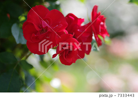 ラセビリアーナ（バラ） 7333443