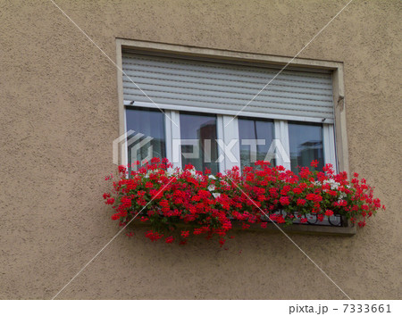 窓辺の花 7333661