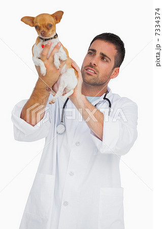 Worried vet holding chihuahua and checking it Worried vet holding chihuahua and checking it 7334374