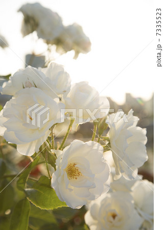 バラ園の白いバラ バラ園の白いバラ 7335523