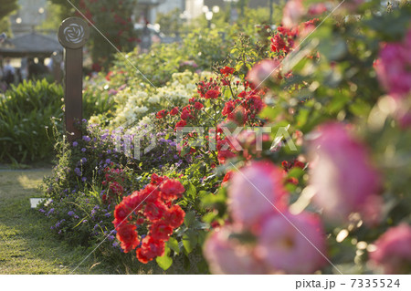 バラ園 バラ園 7335524