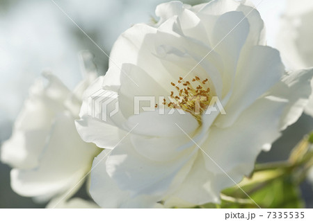 白いバラ 7335535
